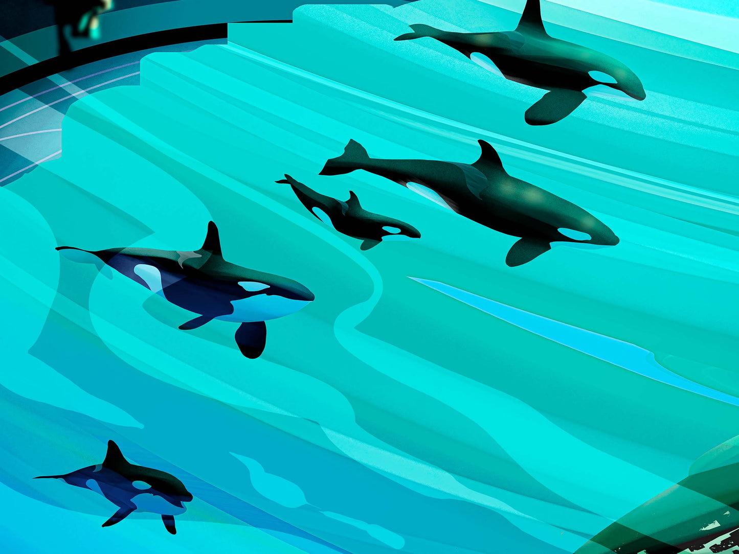 Orcas